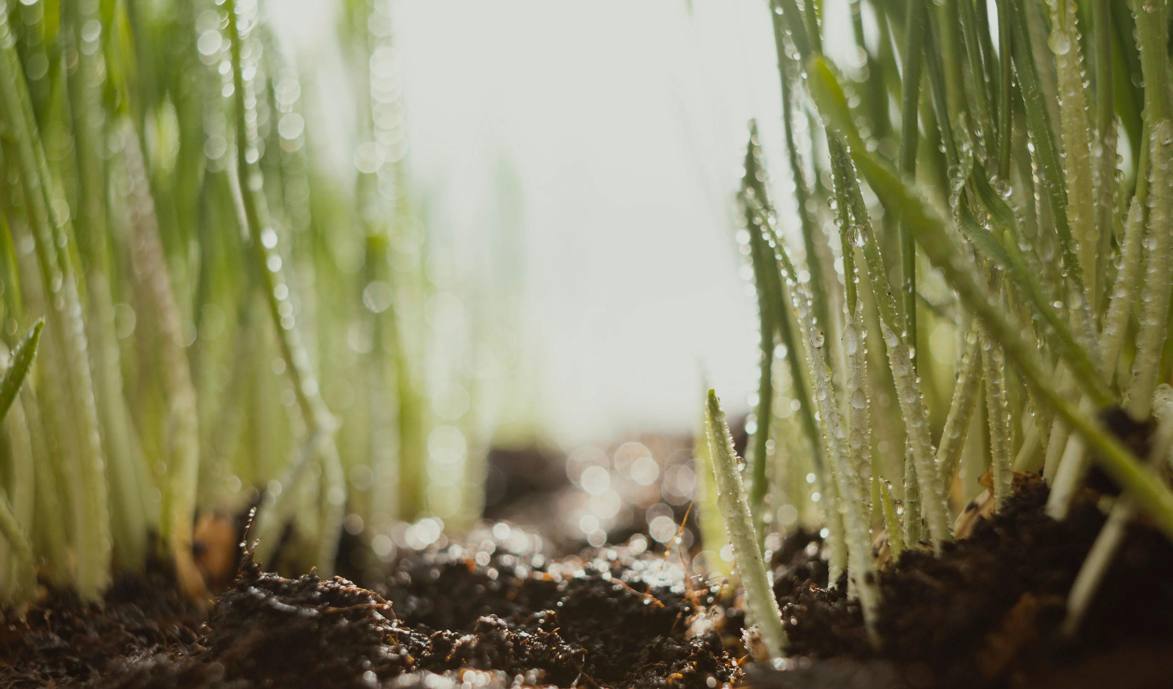 Premium SOP fertiliser production