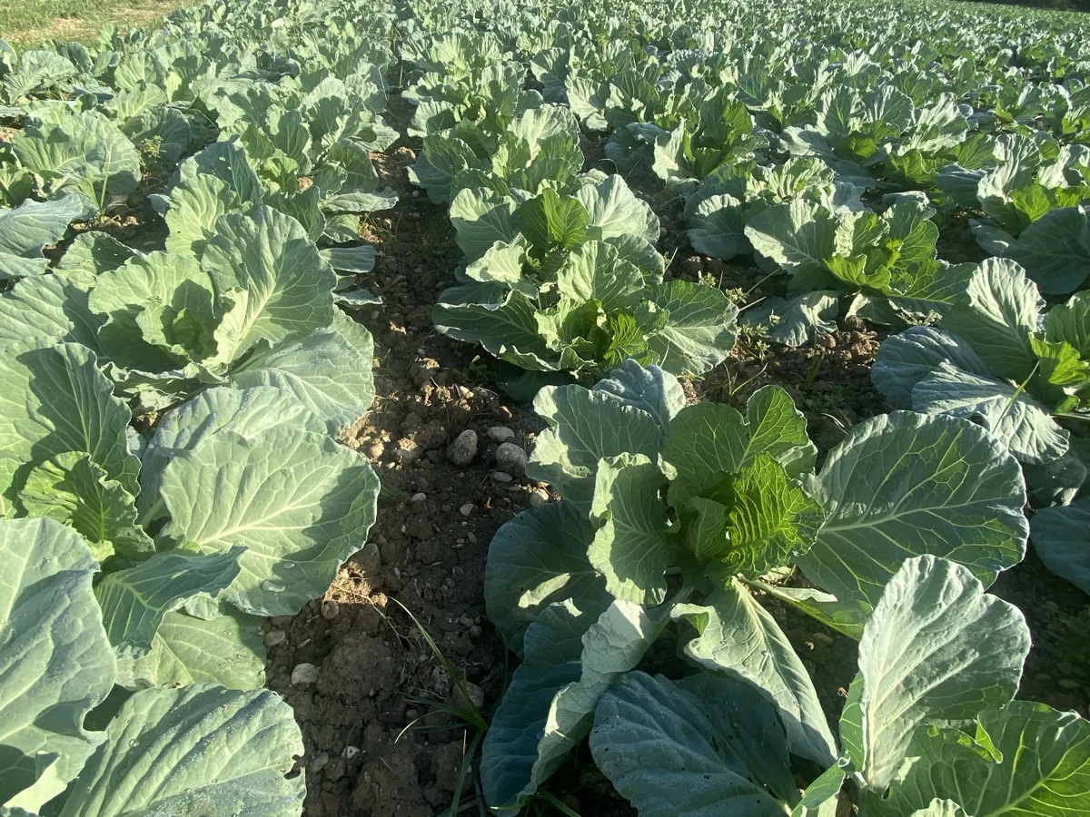 Cabbage grown with SOP fertiliser